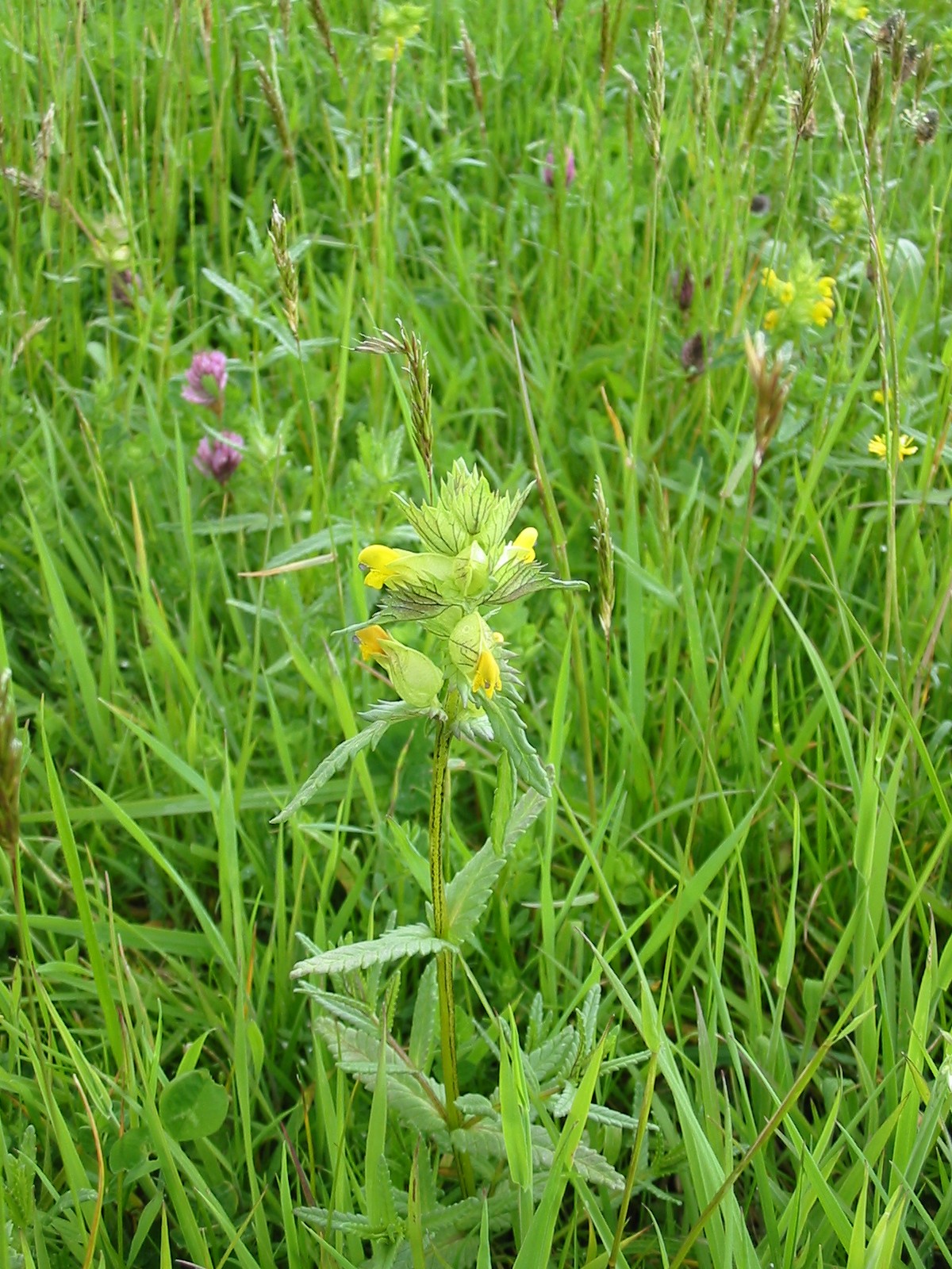 2003-05-Yellow Rattle