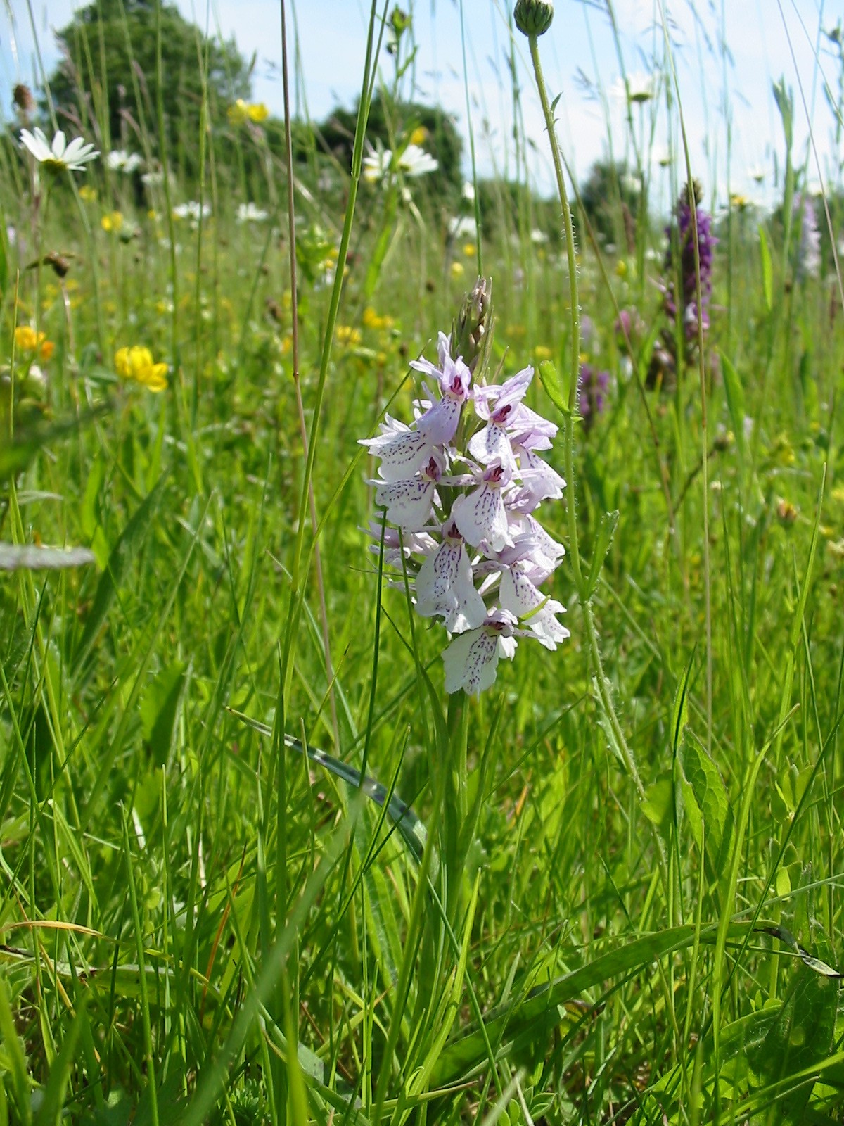 2008-09-Common Spotted Orchid 03
