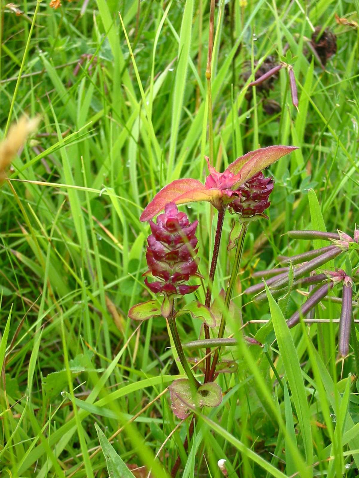 2003-07-Self Heal 01