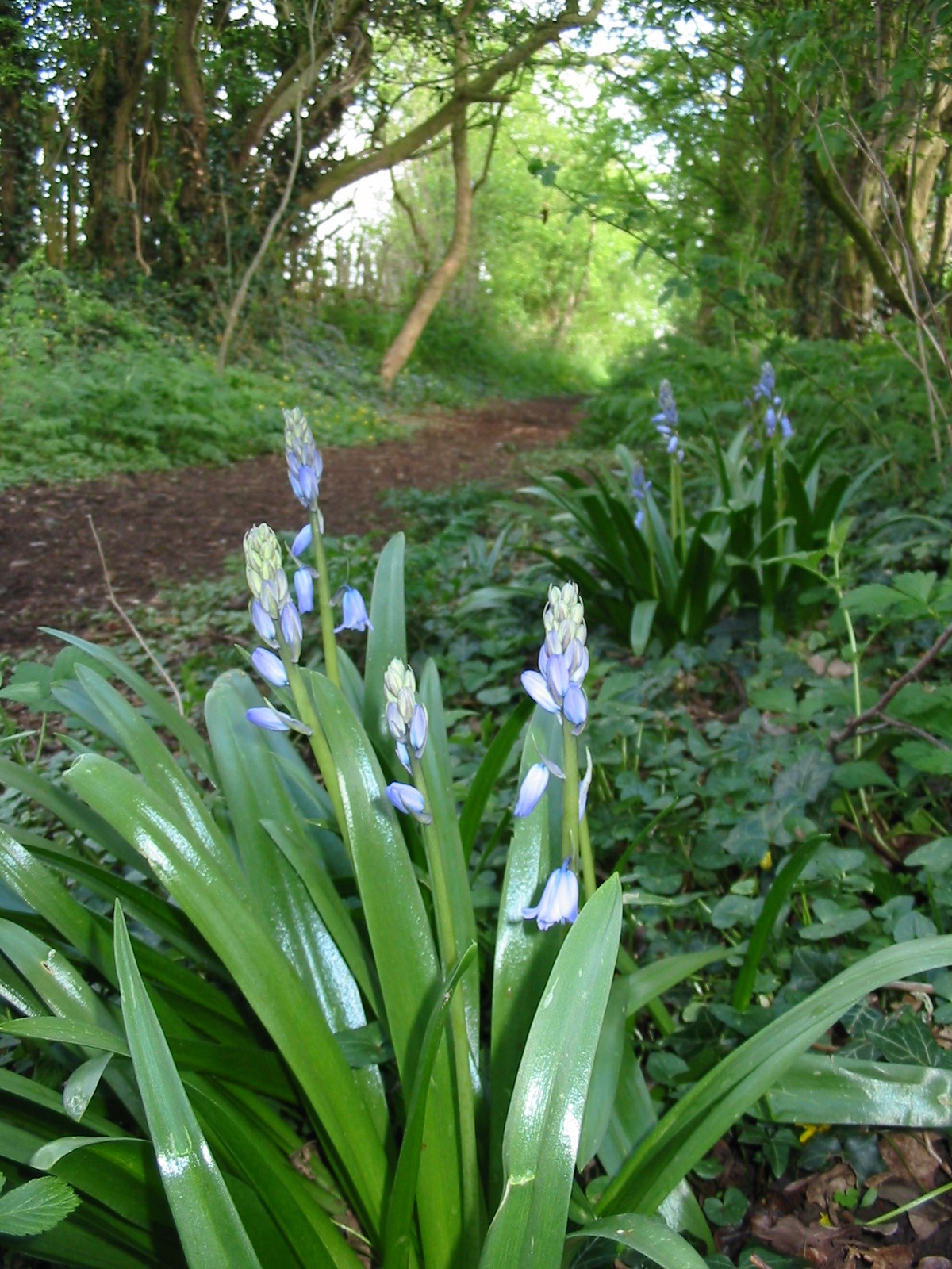 2003-05-bluebell