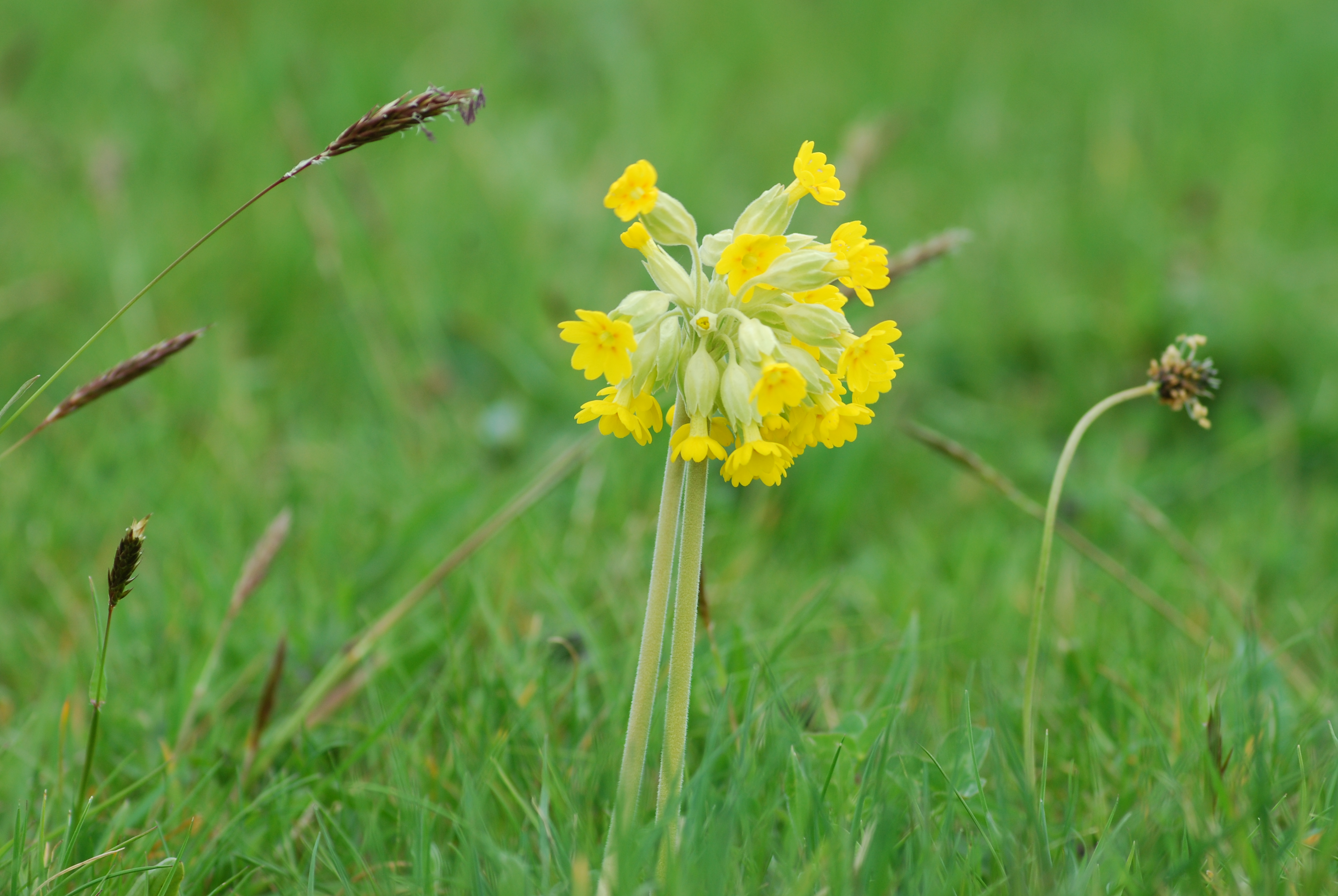 2010-05-Cowslip