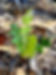 Banksia grandis