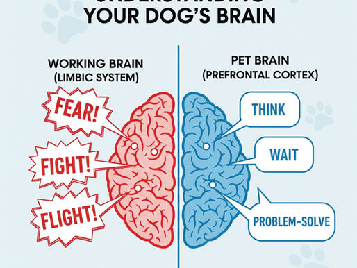 Understanding Your Dog's Brain: A Comparison of the Reactive Limbic System and the Thoughtful Prefrontal Cortex.