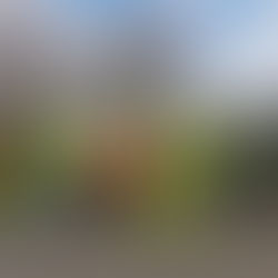 Litter Pick a Success