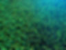 LandScape Turf.jpg