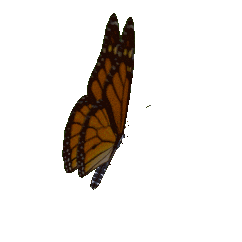 Butterfly Sticker by Fernet Branca.gif