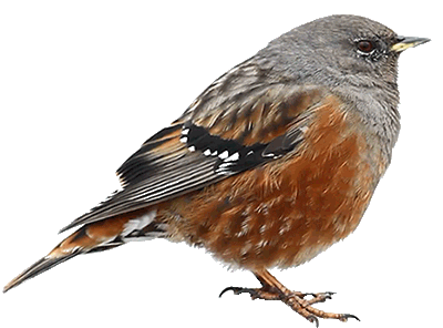 birds STICKER.gif