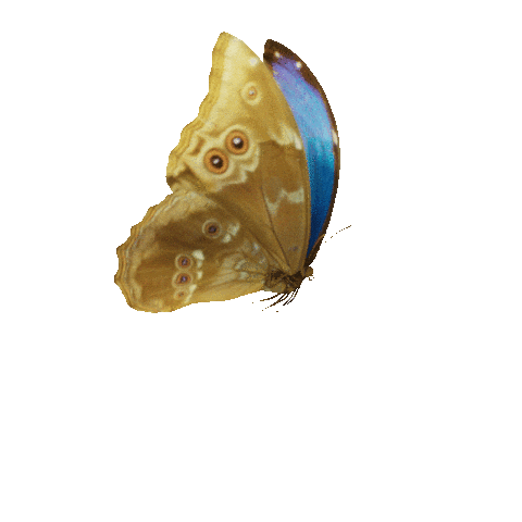 Blue Butterfly Love Sticker by Zacxophone.gif