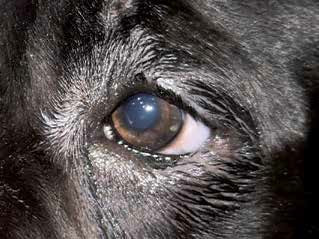Entropion inward rolling of eyelids in dogs and cats