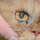 Thumbnail: Apocrine Cystadenoma (Hydrocystoma) in Cats