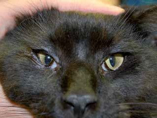 Thumbnail: Entropion - inward rolling of eyelids in dogs and cats