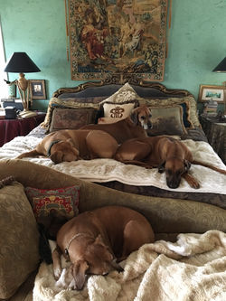 Spoiled Hound Pack