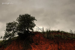 Tree running out of space small.jpg
