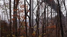 Chasing Leaves - Poem By Lauren Peviani