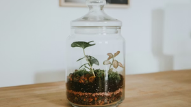 Terrariums: A Tutorial