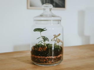 Terrariums: A Tutorial