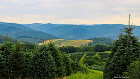 Growing Heritage: The Christmas Tree Farms of Watauga