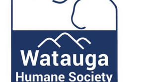 The Effects of Homelessness on Pets: An Interview With Ashlee Yepez of the Watauga Humane Society