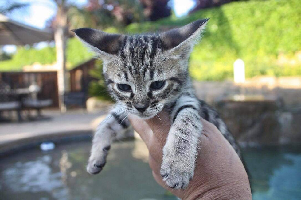 175394047_5116515348454666_8745443169938140091_n