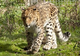 बहराइच में तेंदुए का आतंक: तीन ग्रामीणों पर हमला, दहशत में पूरा गांव