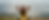 11062b_d9339b3c0faf40078801b8eca524ab42~mv2.png