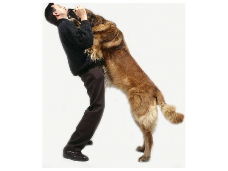 Opspringen hond Grote honf springt op tegen baasje