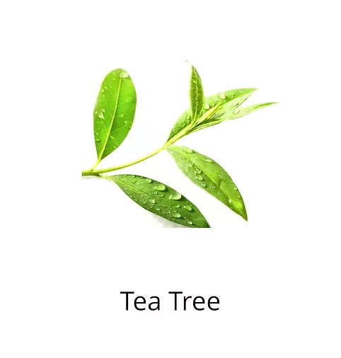 Tea Tree Ingredients sophia beck beauty products