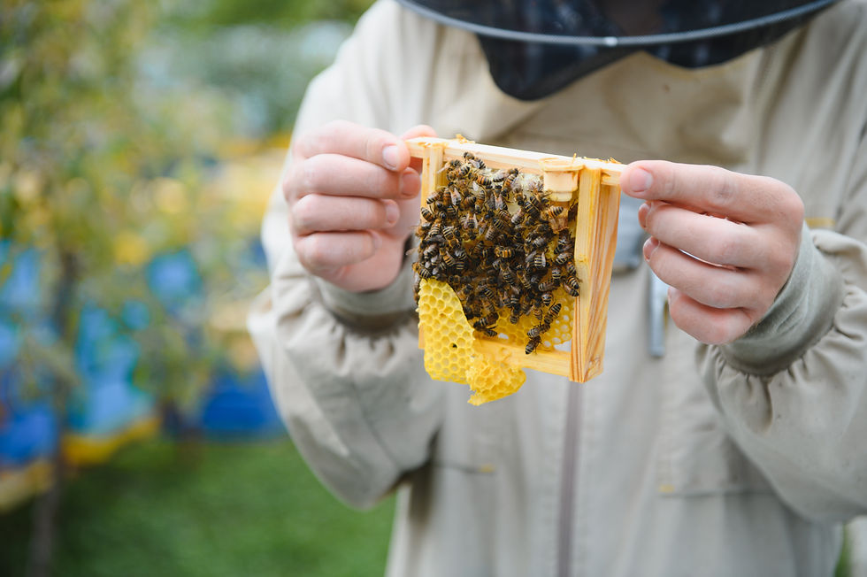 beekeeper-is-working-with-bees-beehives-apiary-bees-honeycomb-frames-bee-hive-beekeeping-h