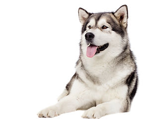 hondentraining | Puppycursus | Malumute | Appelscha