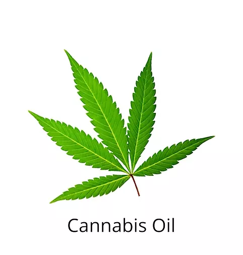 canabis oil ingredients sophia beck skin care products