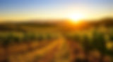 Briffa Wine Selections
