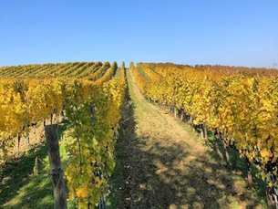 Guerrieri Wines: A Maltese Favourite Among High-Quality Wines