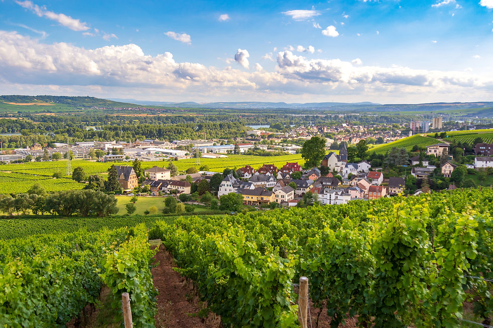 vue-panoramique-vignoble-contre-ciel-schloss-johannisberg.jpg