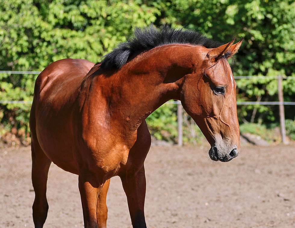 Don't Touch Tiji Hero, Don't Talk Munny Z, Noelle vd Moleneed, Electra van't Roosakker, Usha van't Roosakker, Jolly Girl van't Roosakker, Otard van't Roosakker, Numero Uno, Kashmir van Schuttershof, Panama van't Roosaker, Notre-Dame van't Roosakker