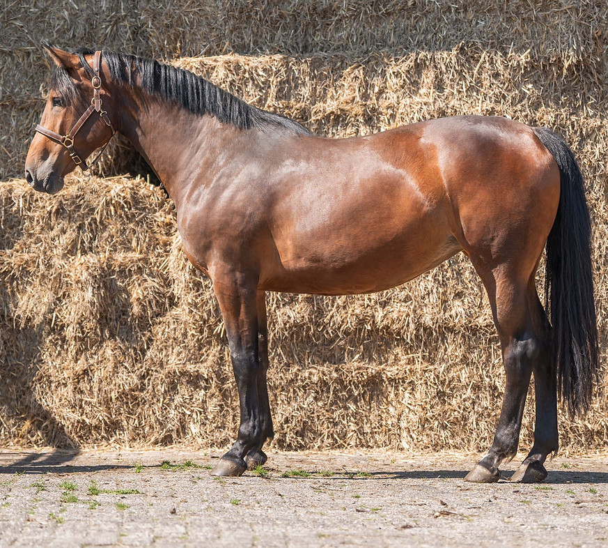 Cireusa Munny Z, Cicero Z, Hereusa, Corland, Etoulon VDL, Le Kannan, Ereusa, Zereusa S, Koteusi