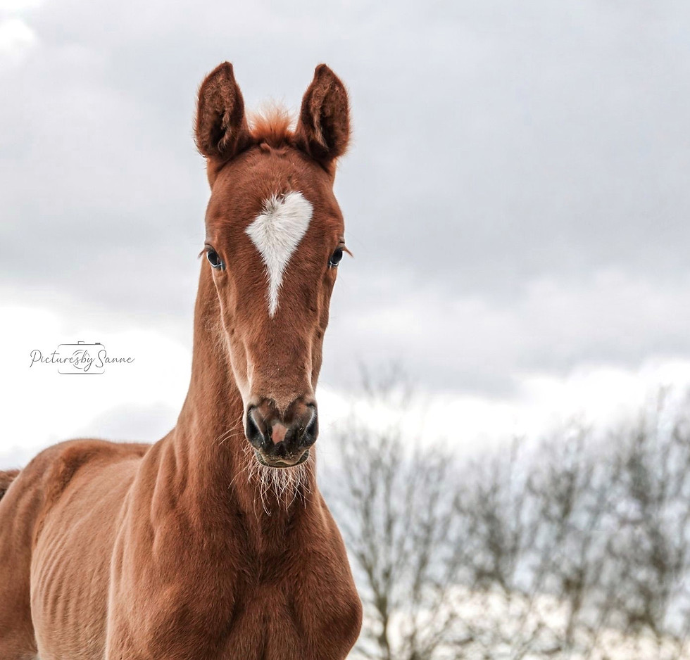Pipereusa Munny Z, Poker de Mariposa, Hereusa-s