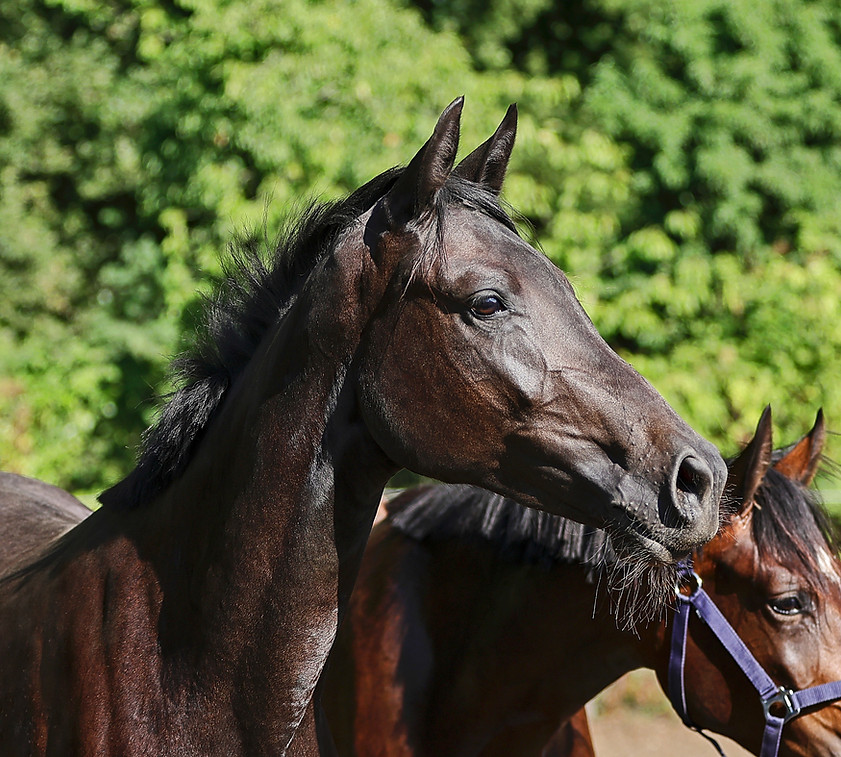 Cookies 'N Cream 111 Z, Comme il Faut, Everything 111 Z, Elvis ter Putte, M.Unellie 15, Winningmood, Idole 111, Knock Out 111, Leonie 111, Silvia 111, Chippendale Z, Think Twice 111, Pistol Pete 111, Mandelay Bay, Richi Rich 111, Kingston Town 111, Mr Idol S