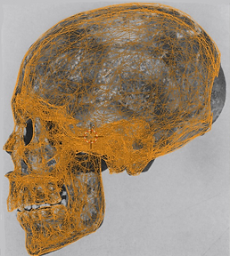 KV 55 digital model of the skull (C) Ci