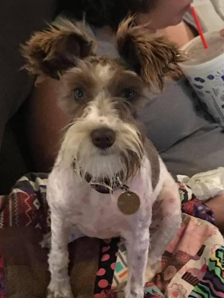 Arthur’s Lady Browning “Brownie”