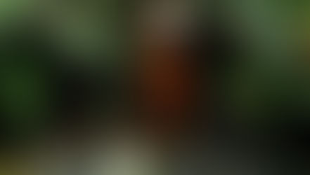 Egy magyar vizsla, aki 1700 kiwit mentett meg a kihalástól 