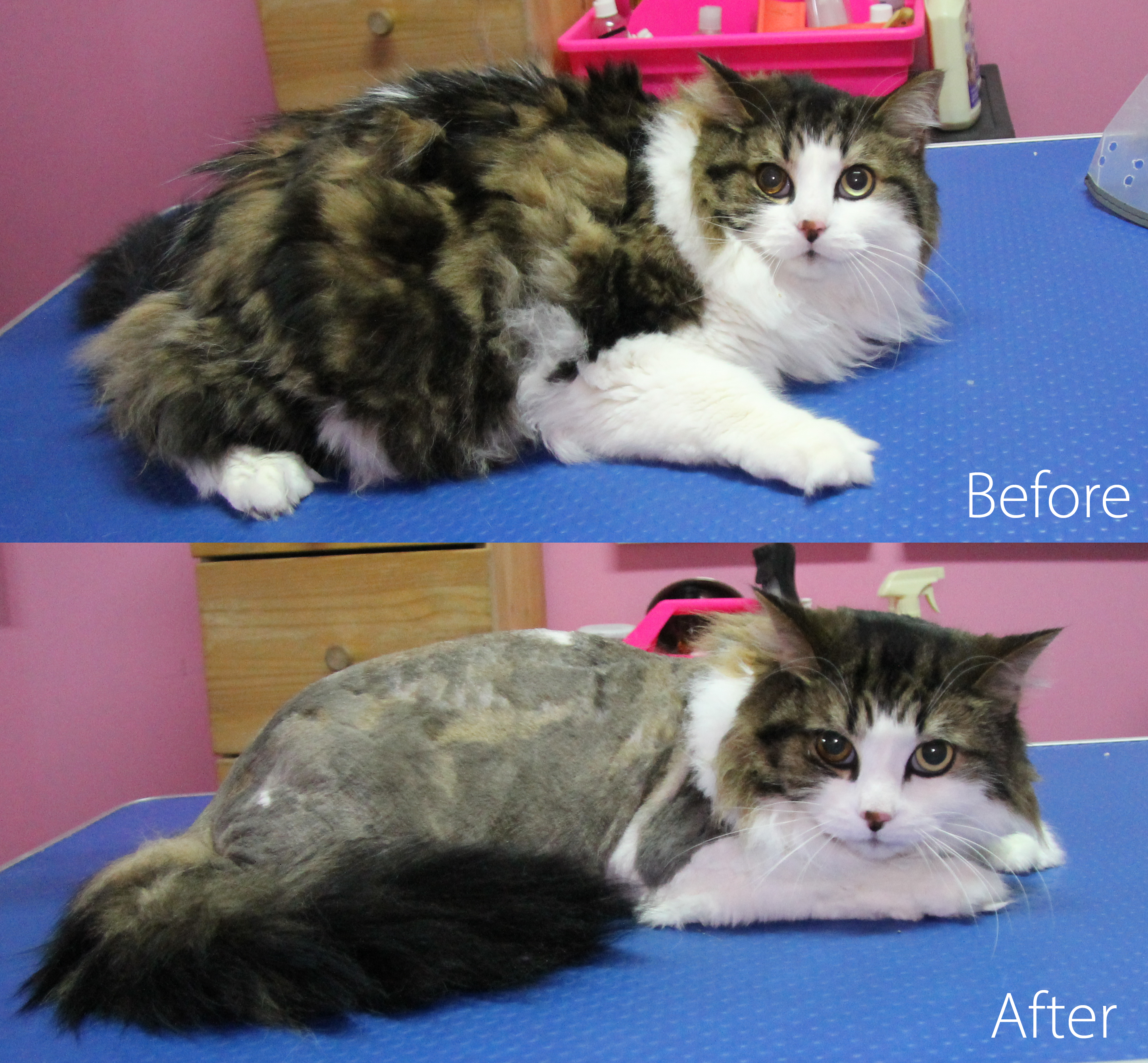 Cat Grooming Pawspa