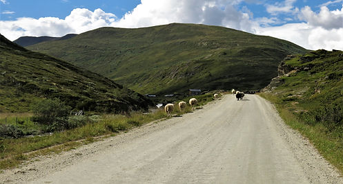 Verkjessætre (16).JPG