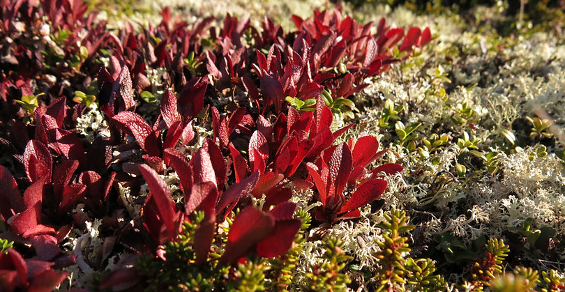 Herbest2016 (22).JPG