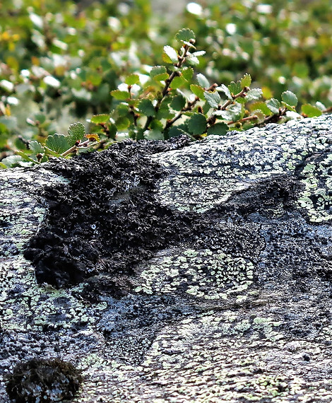 Snødølhøgda (14).JPG