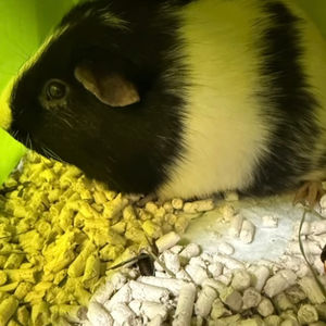 Other pets!