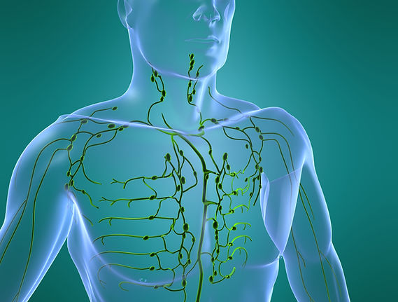 lymphatic system.jpg
