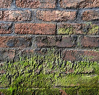brick algae buildup.jpg