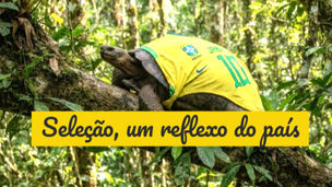 Ninguém sabe como chegou lá, mas os jabutis subiram nas árvores
