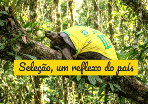 Ninguém sabe como chegou lá, mas os jabutis subiram nas árvores