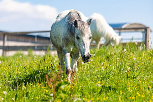 2020-05-18_GAH, A-Stall-154.jpg